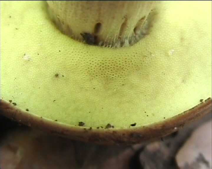 Leccinum crocipodium  (letellier)  Watling